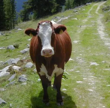 Апартаменты Haus Nadja Бад Кляйнкирххайм